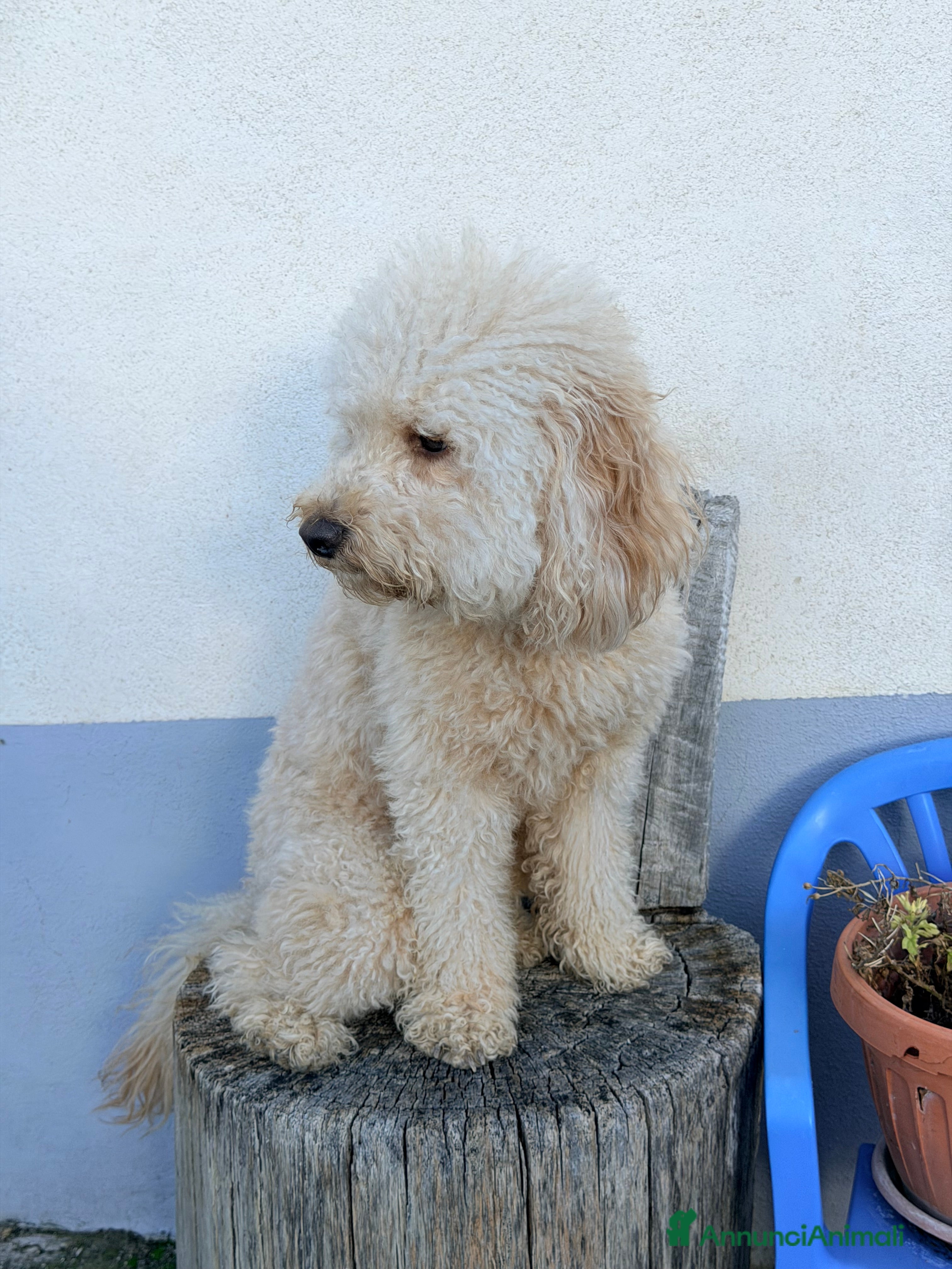 Barboncino cani Barboncino Nano per accoppiamento  - Annuncio 2