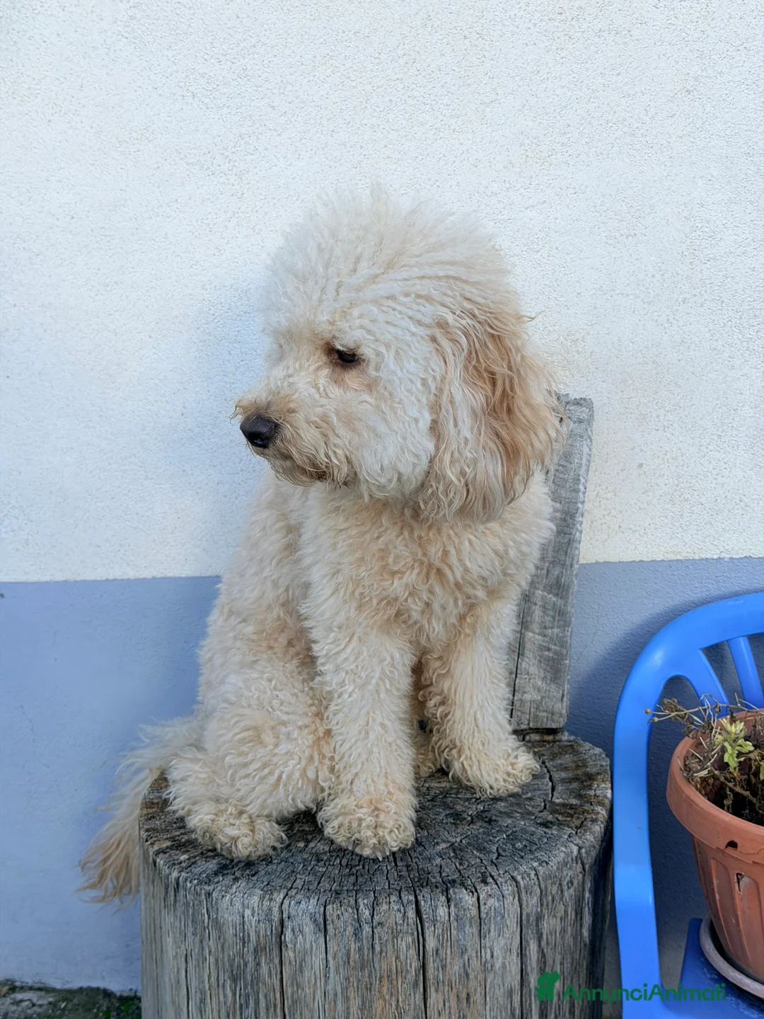 Barboncino cani per accoppiamento: Barboncino Nano per accoppiamento  - Annuncio 2