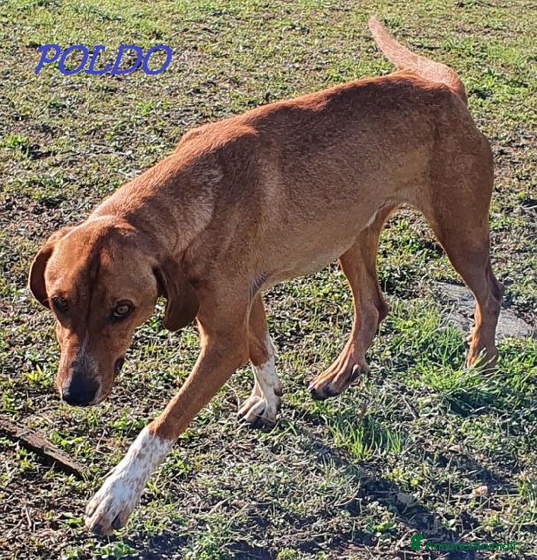 Meticcio cani in regalo: POLDO esuberante,affettuoso e buono 5-6anni - Annuncio 7