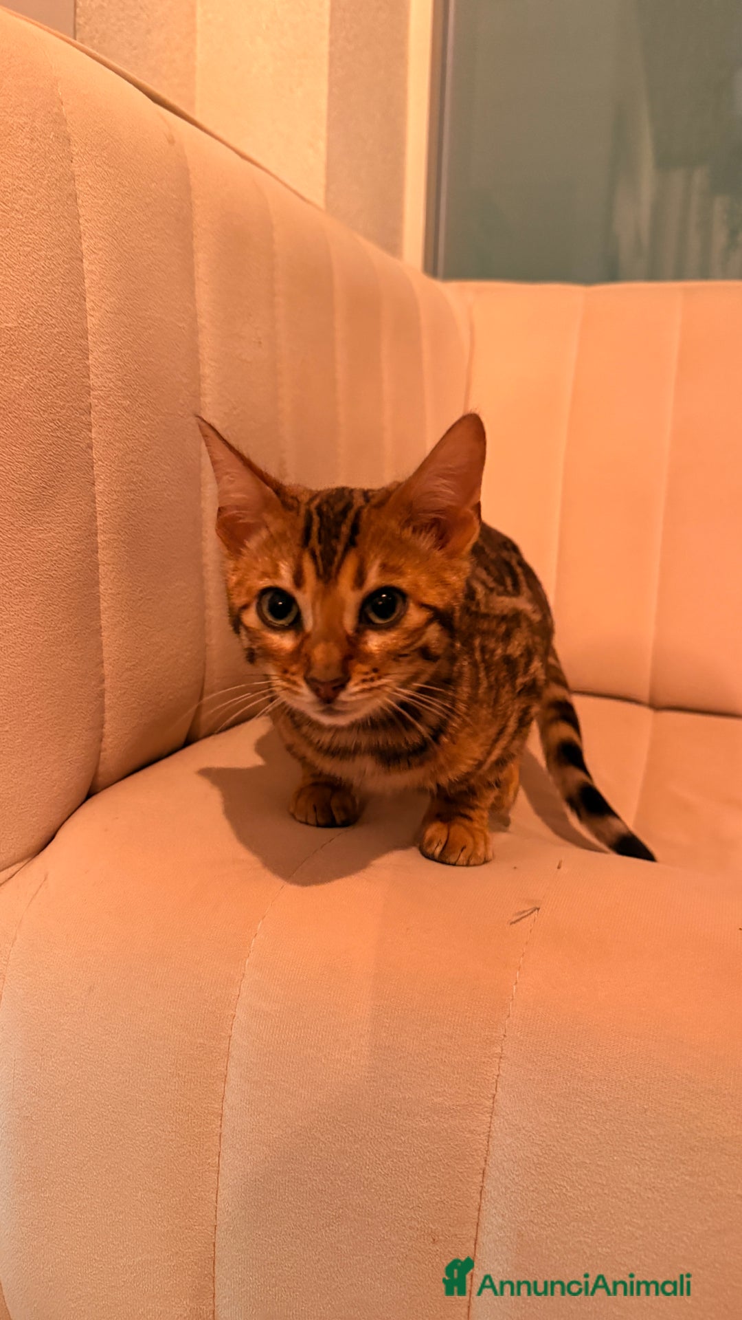 Bengala gatti in vendita: Gatto BENGALA - Annuncio 1