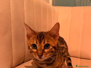 Bengala gatti Gatto BENGALA - Annuncio 19