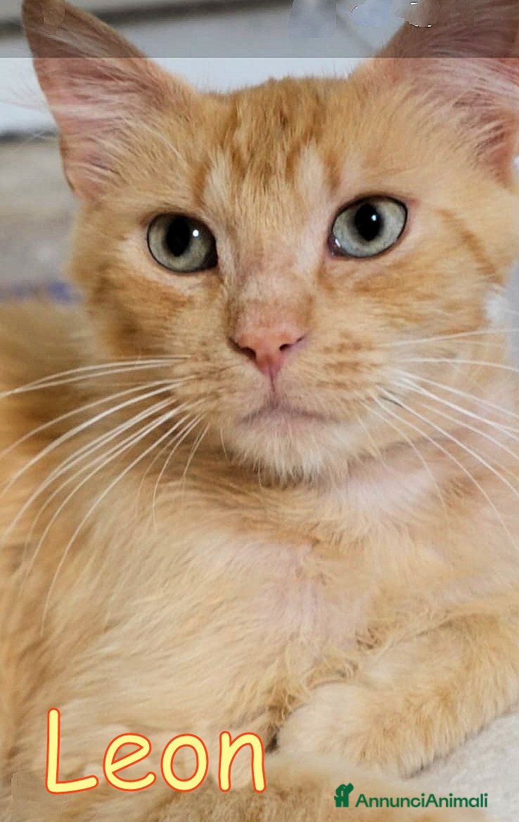 Altre razze gatti LEON GATTINO STUPENDO A PELO LUNGO ROSA - Annuncio 1