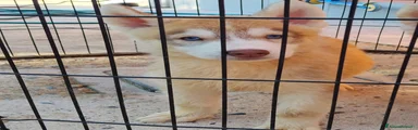 Husky 1