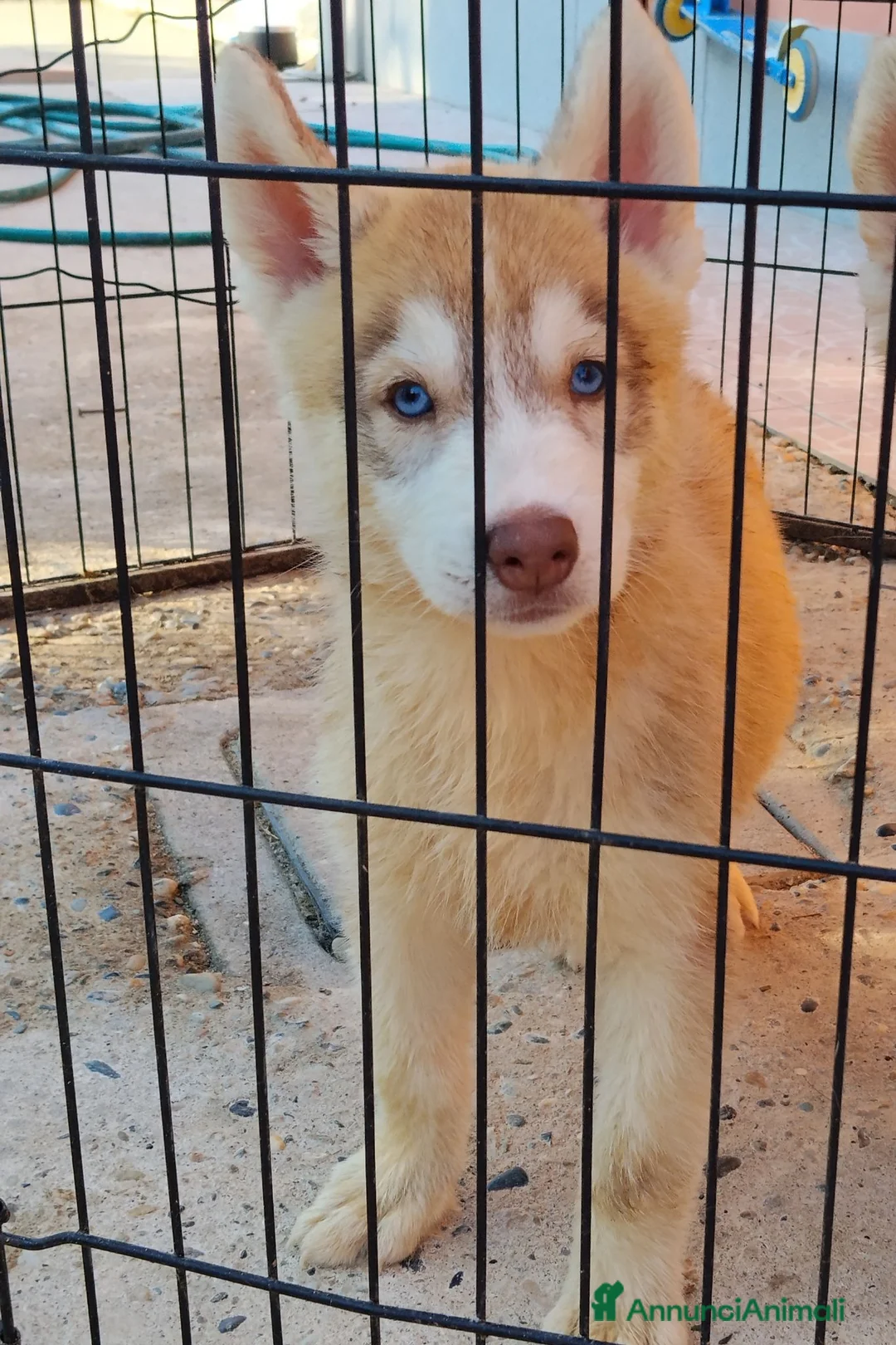 Husky cani in vendita: Cucciole Siberian Husky - Annuncio 2