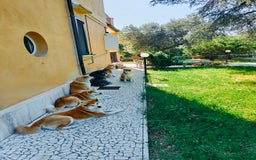 Akita Inu cani in vendita: AKITA CUCCIOLI da Allevamento ENCI - Immagine 3
