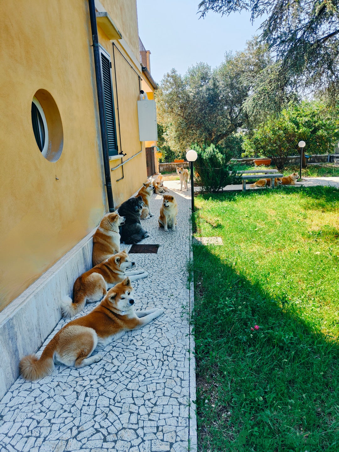 Akita Inu cani in vendita: AKITA CUCCIOLI da Allevamento ENCI - Immagine 3
