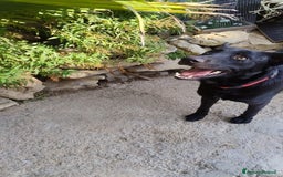 Meticcio cani in regalo: Artù, 9 mesi a Provincia di Bergamo - Immagine 7