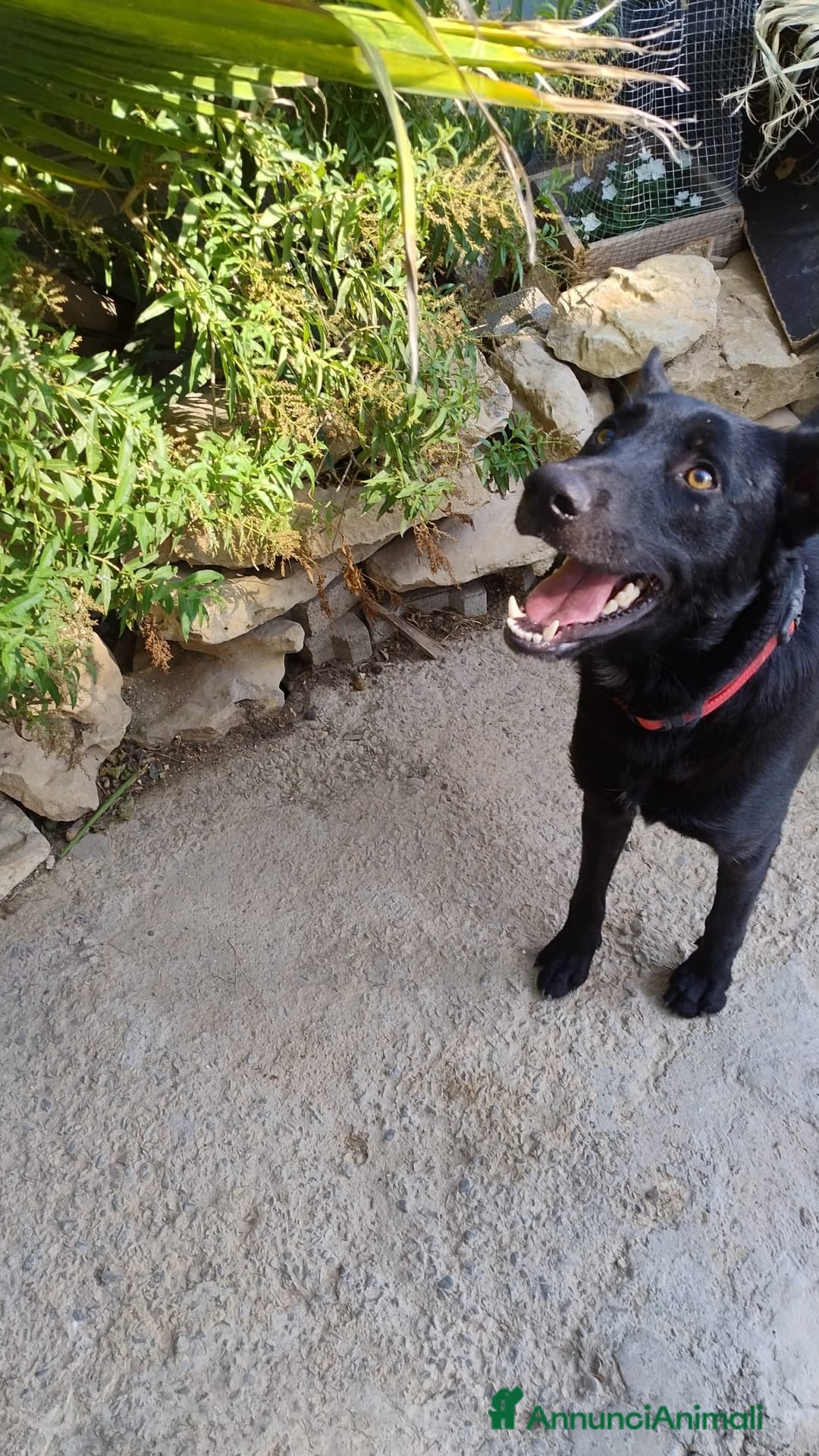 Meticcio cani in regalo: Artù, 9 mesi a Provincia di Bergamo - Immagine 7