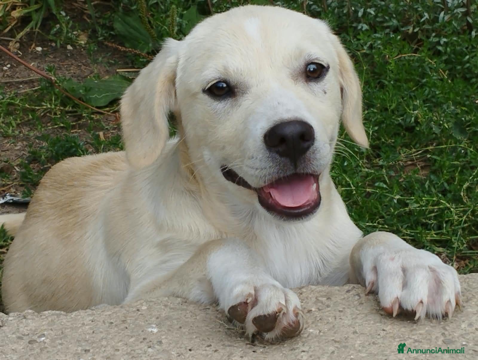Meticcio cani Pesca, neanche 4 mesi, taglia media contenuta  - Annuncio 3