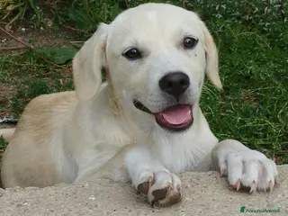 Meticcio cani Pesca, neanche 4 mesi, taglia media contenuta - Annuncio 3