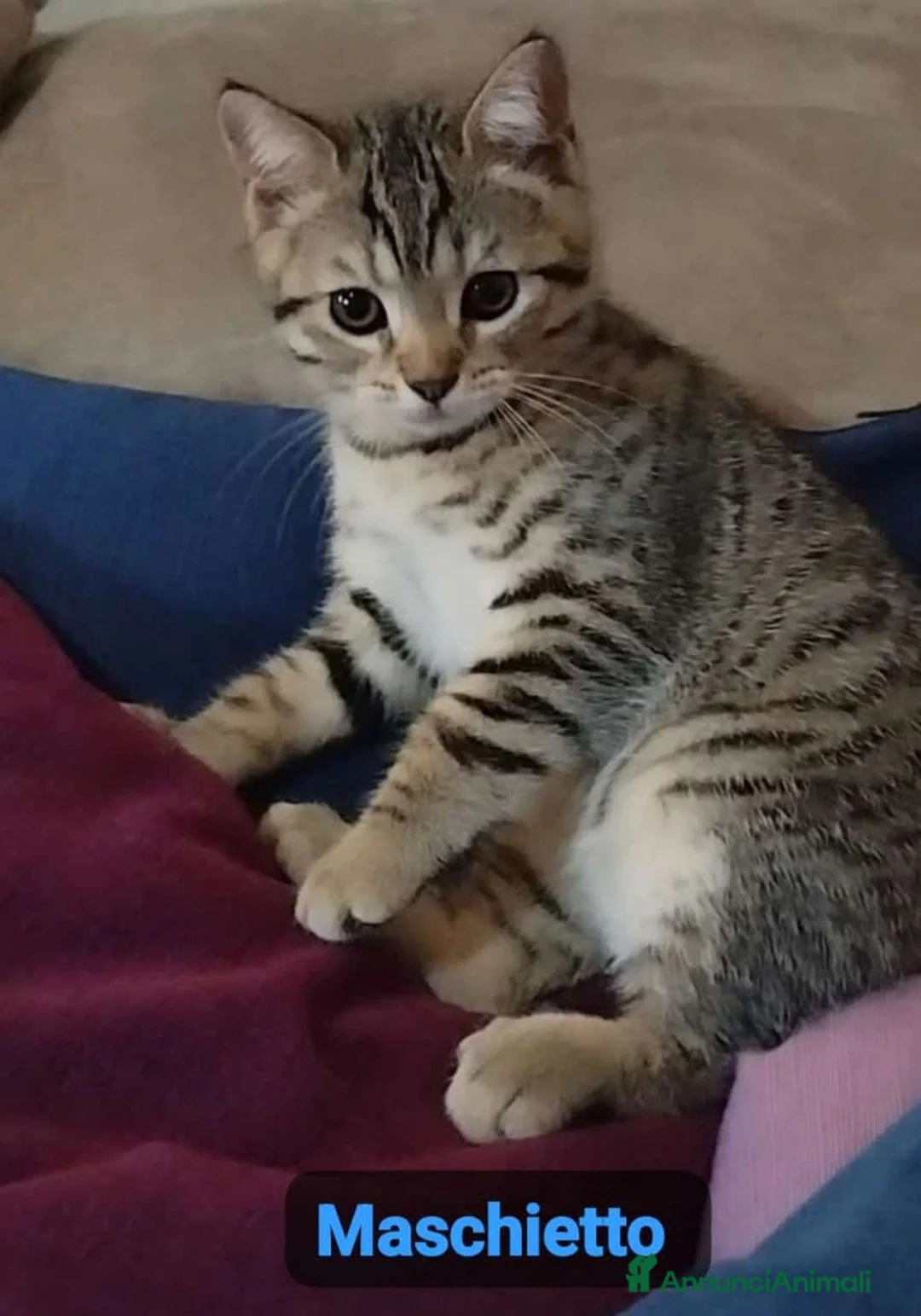Scottish gatti in vendita: Cuccioli scottish straight 3 mesi  - Annuncio 2