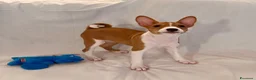 Basenji cani in vendita: Cuccioli di Basenji, disponibili da fine settembre - Annuncio 10