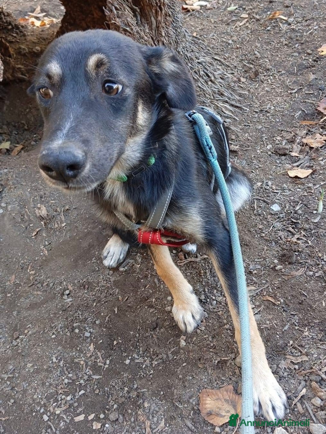 Meticcio cani in regalo: Freddy tenero cucciolo di 5 mesi taglia media  - Annuncio 3