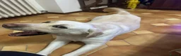 Labrador cani in regalo: Labrador  a Provincia del Verbano-Cusio-Ossola - Annuncio 5