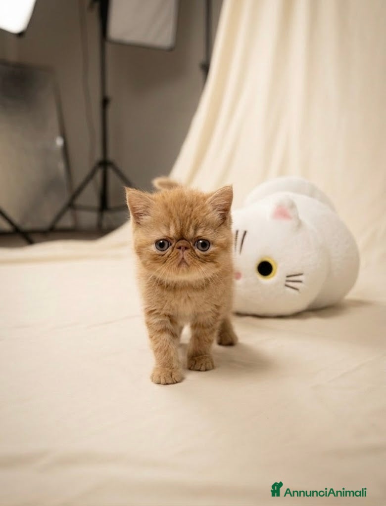 Exotic Shorthair gatti Gatti Persiani e Exotic Shorthair  - Annuncio 1