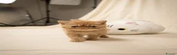 Exotic Shorthair gatti in vendita: Gatti Persiani e Exotic Shorthair  - Annuncio 1