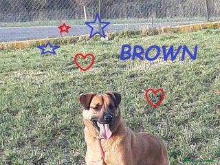 Meticcio cani BROWN 3anni un bel timidino! - Annuncio 34