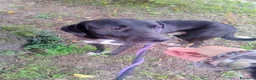 Meticcio cani in regalo: Gustavo cucciolone buonissimo - Annuncio 4