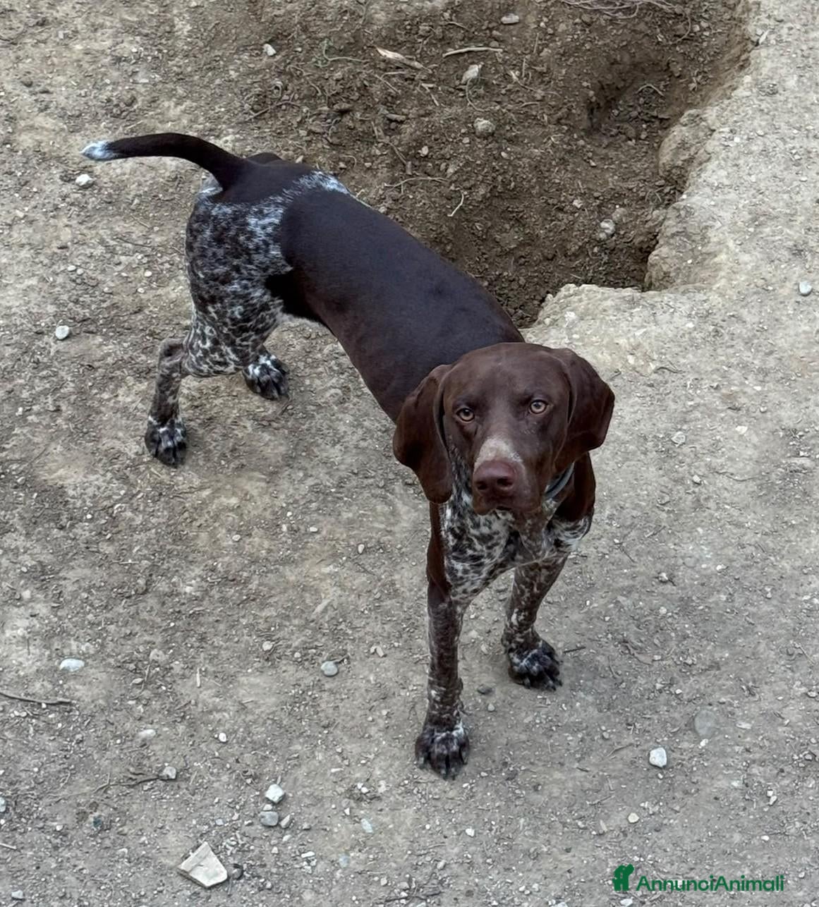 Bracco cani Cucciolo di Bracco Tedesco Kurzhaar - Annuncio 1