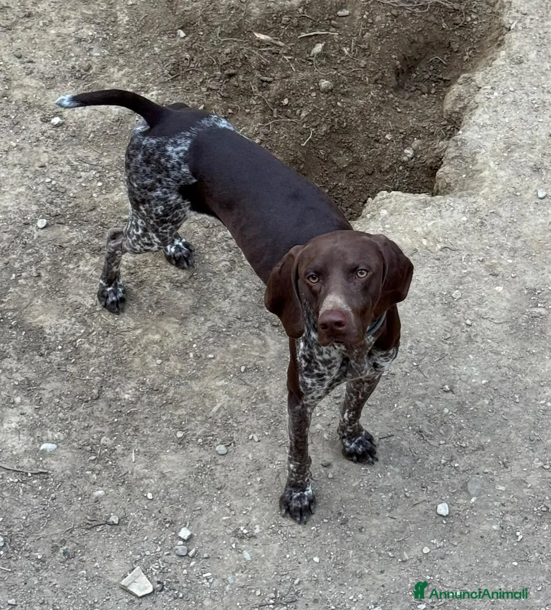 Bracco cani in vendita: Cucciolo di Bracco Tedesco Kurzhaar a Provincia di Teramo - Annuncio 1