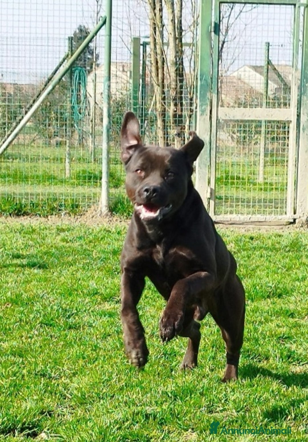 Meticcio cani in regalo: Molossino 2anni e 1/2 nero splendido PROV.PAVIA a Città metropolitana di Milano - Annuncio 2
