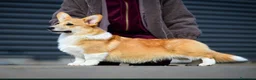 Corgi Pembroke cani in vendita: Cuccioli di Pembroke Welsh Corgi a Città Metropolitana di Firenze - Annuncio 2