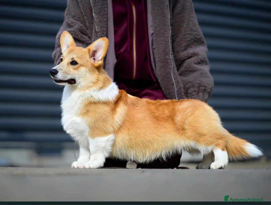 Corgi Pembroke cani in vendita: Cuccioli di Pembroke Welsh Corgi a Città Metropolitana di Firenze - Annuncio 2