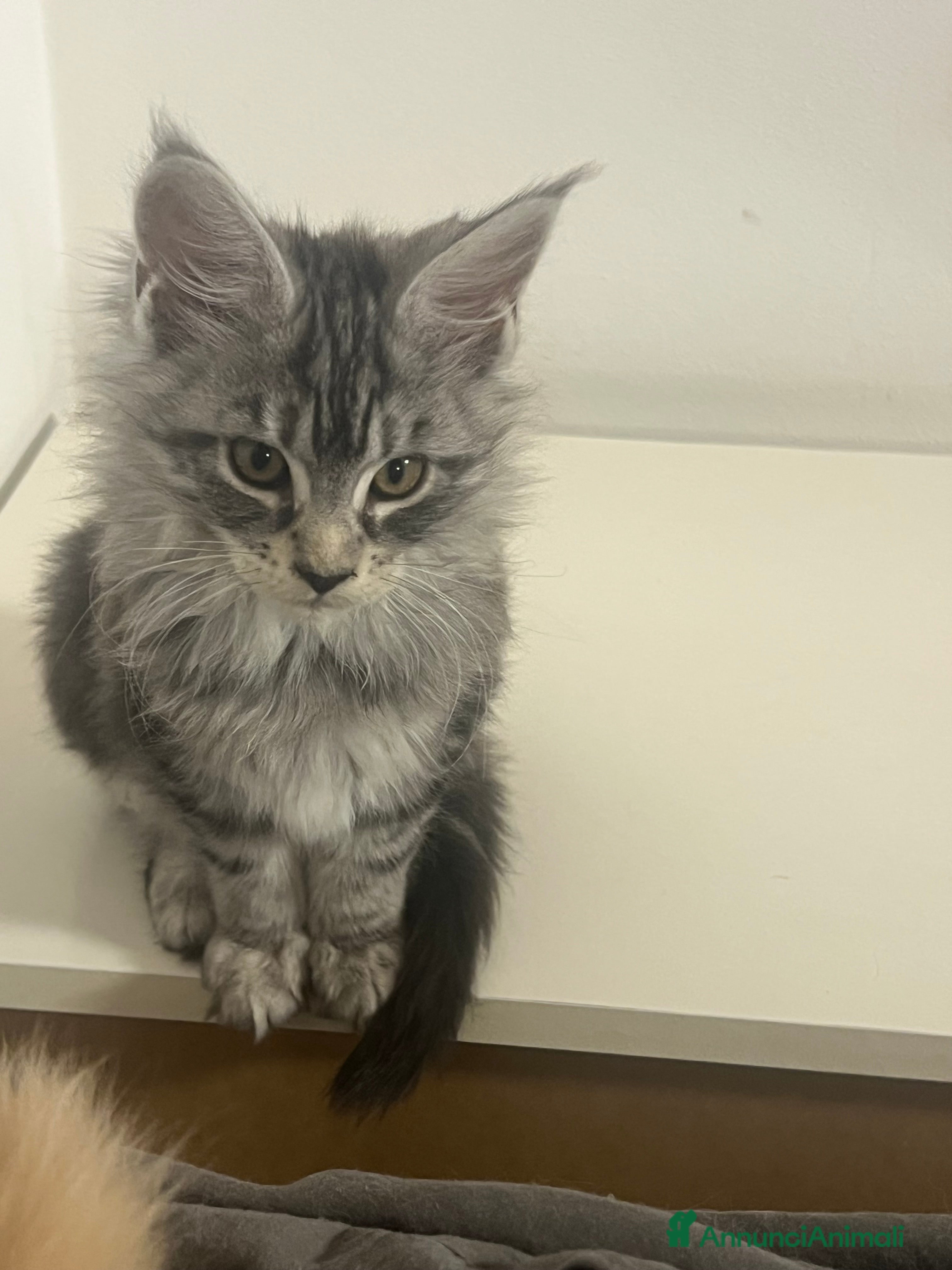 Maine Coon gatti vendo 3 MAINE COON DI CUCCIOLATA DI 8 - Annuncio 2