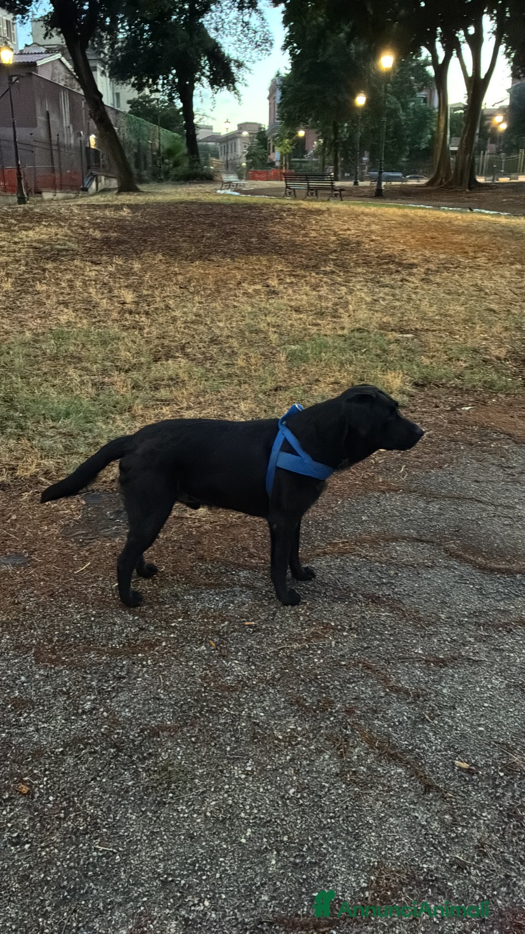 Labrador cani per accoppiamento: Eugenio cerca moglie - Annuncio 5