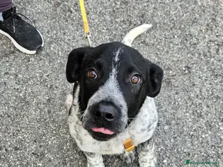 Meticcio cani UNA MAMMA PER YUKI - Annuncio 4