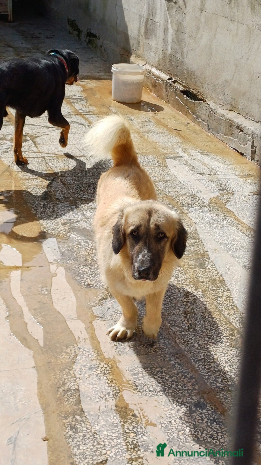 Meticcio cani in regalo: PACO CAGNOLINO FANTASTICO - Annuncio 13