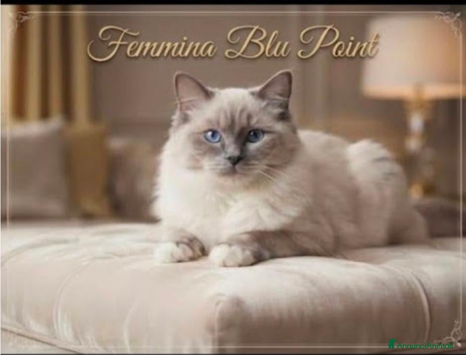 Ragdoll gatti Ragdoll adulta - Annuncio 13