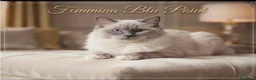 Ragdoll gatti in vendita: Ragdoll adulta - Annuncio 1