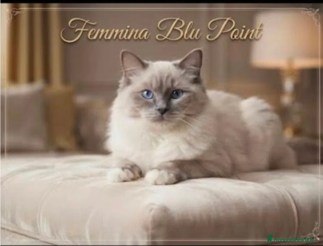 Ragdoll gatti in vendita: Ragdoll adulta - Annuncio 1