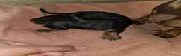 Bassotto Nano cani in vendita: Bassotto nero focato a Città metropolitana di Milano - Annuncio 8
