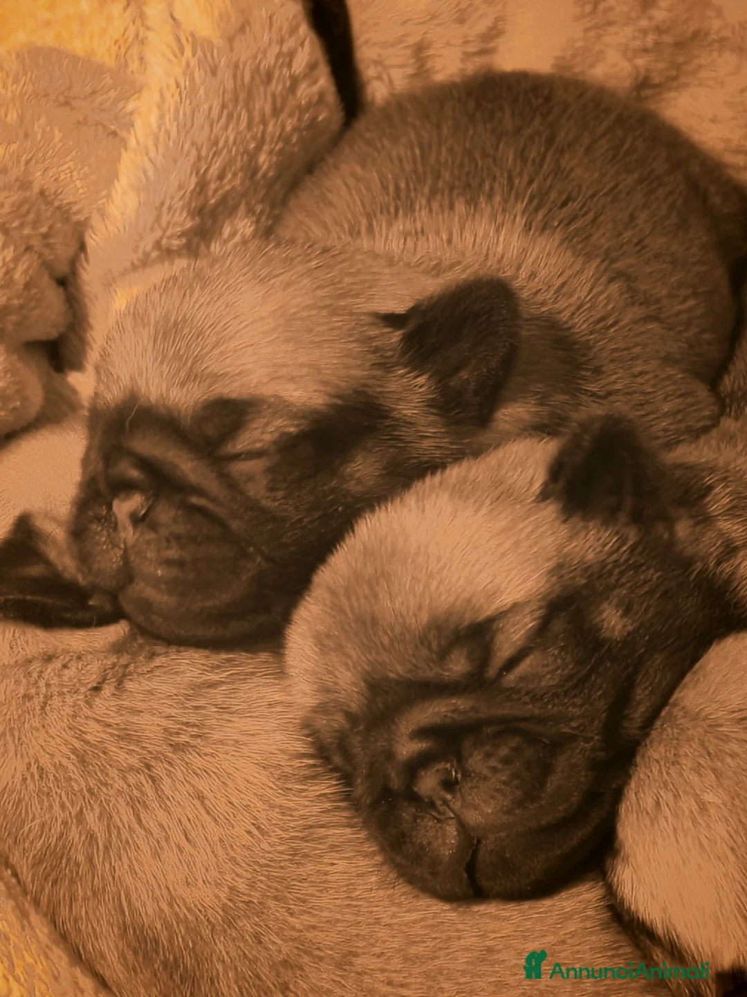 Carlino cani in vendita: Cuccioli di carlino - Annuncio 2