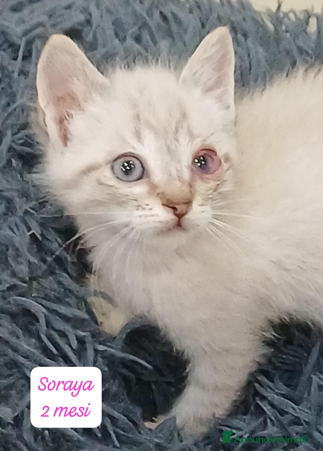 Altre razze gatti Tanti gattini desiderosi di trovare casa  - Annuncio 11