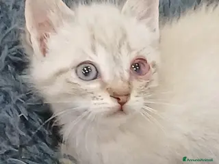 Altre razze gatti Tanti gattini desiderosi di trovare casa - Annuncio 3