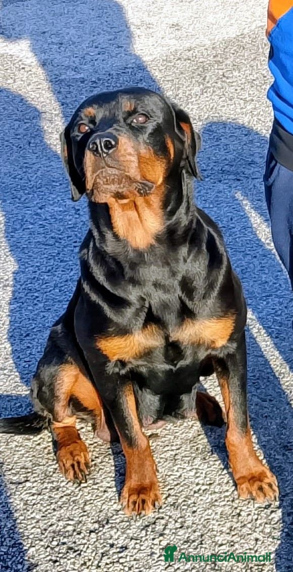 Rottweiler cani Cucciola di Rottweiler  - Annuncio 17
