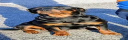 Rottweiler cani in vendita: Cucciola di Rottweiler  - Annuncio 1