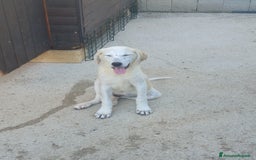 Meticcio cani in regalo:  AKI  - Immagine 13