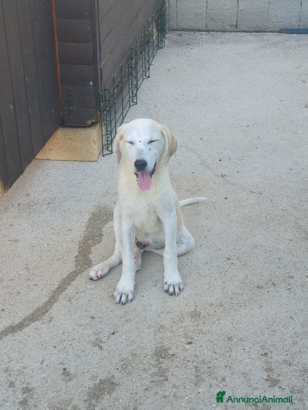 Meticcio cani in regalo:  AKI  - Annuncio 13