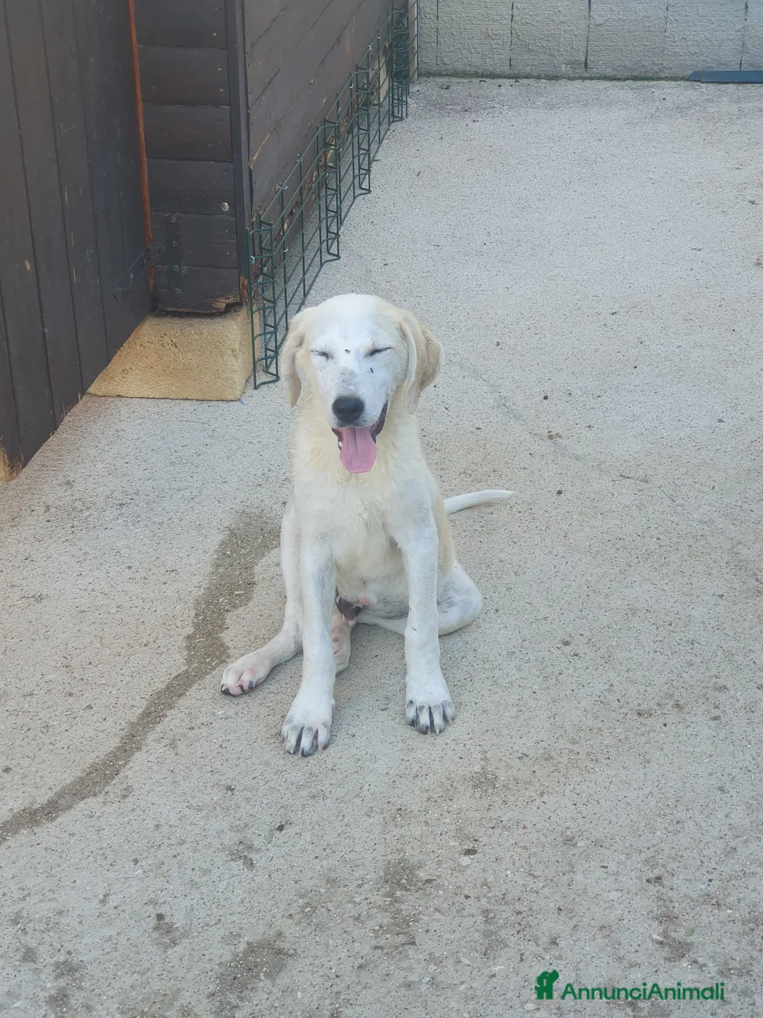 Meticcio cani in regalo:  AKI  - Annuncio 13