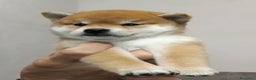 Shiba Inu cani in vendita: Shiba inu , cuccioli disponibili - Annuncio 10