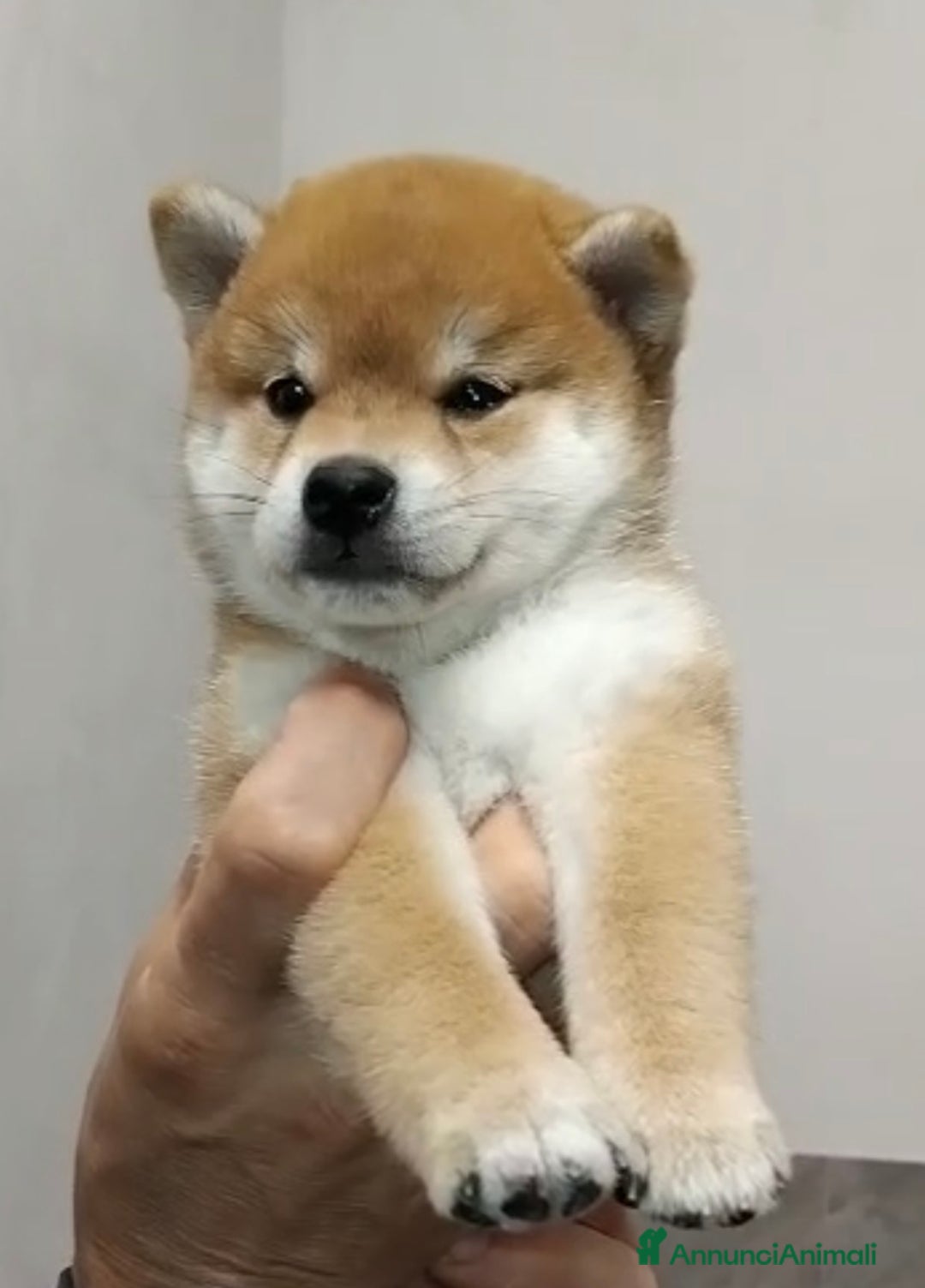Shiba Inu cani in vendita: Shiba inu , cuccioli disponibili - Annuncio 10