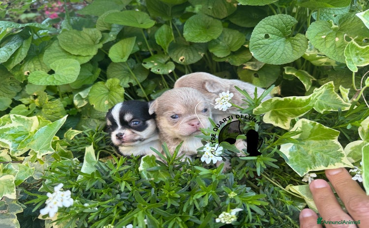 Chihuahua cani Cucciolo Chihuahua TreQuartidiLuna Disponibile  - Annuncio 1