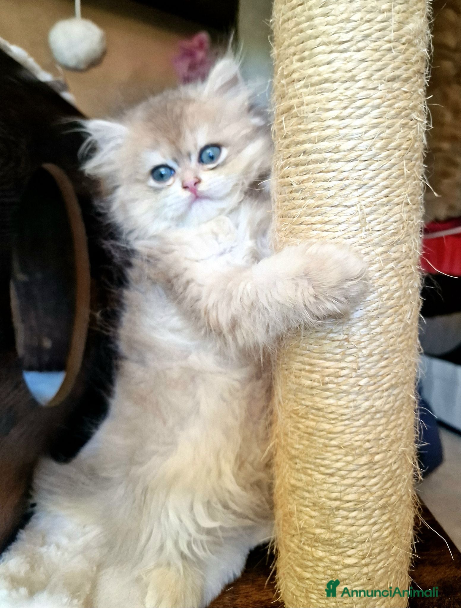 British gatti British Longhair maschio Blue Golden Shell  - Annuncio 15