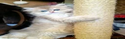 British gatti in vendita: British Longhair maschio Blue Golden Shell  - Annuncio 1