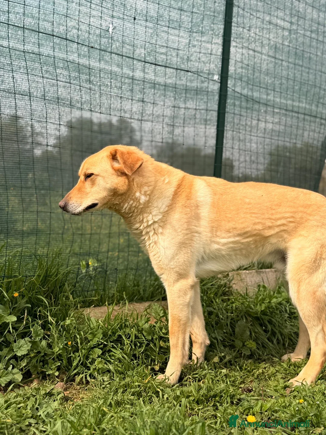 Meticcio cani in regalo: Ciabatta - Annuncio 2