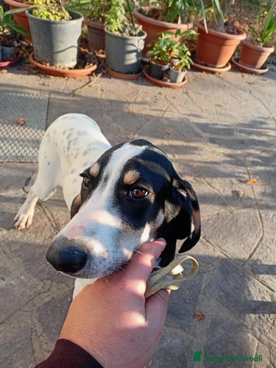Ariegeois cani in vendita: Cucciolo airegeois a Città Metropolitana di Bologna - Annuncio 5